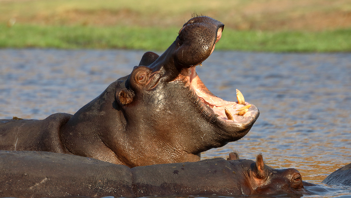 Zambia