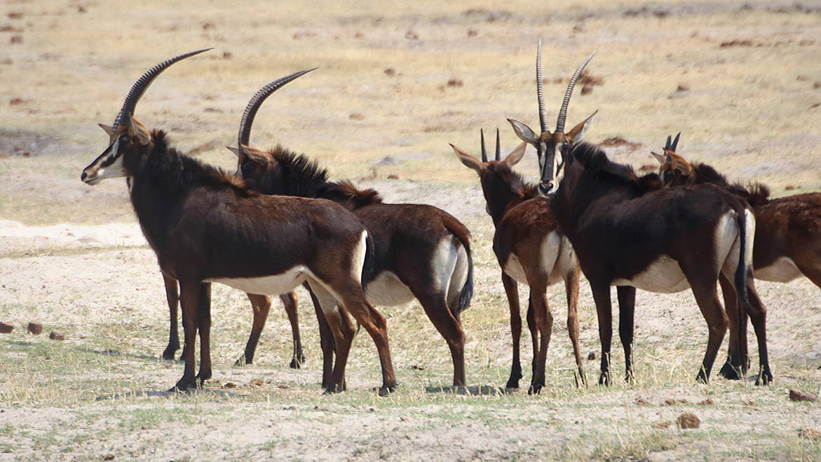 Zambia